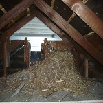 starling nest in attic, greenville, mi
